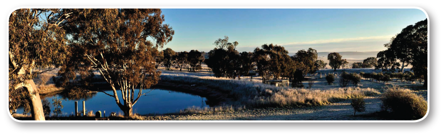 Nurrenyen Alpaca Stud