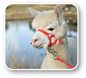 Nurrenyen Alpaca Stud - Your key to Ultrafine Alpaca Wool