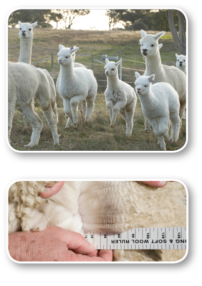 Nurrenyen Alpaca Stud - Your key to Ultrafine Alpaca Wool