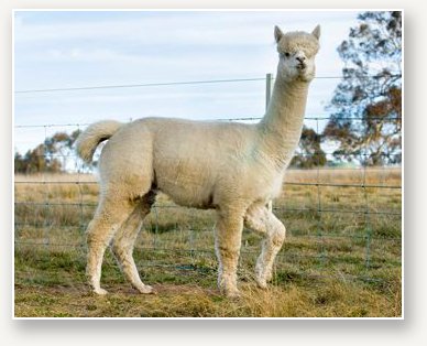 alpaca sire
